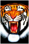 tijger2kopie.jpg (366140 bytes)